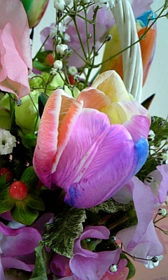 rainbow tulip